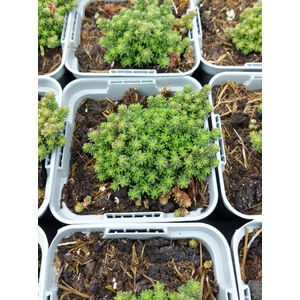 Hatsoros varjúháj - Sedum sexangulare