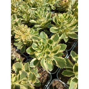 Koreai varjúháj - Sedum takesimense 'Atlantis'