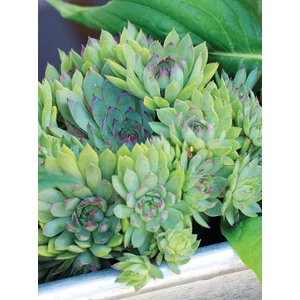 Kövirózsa - Sempervivum tectorum 'Hippie Chicks'