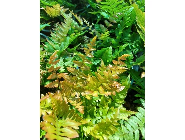 Félárnyékos helyre ültethető díszfüvek