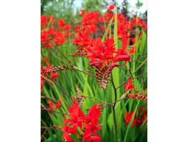 Virághagymák/ gumók