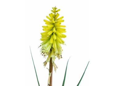 Napos helyre ültethető évelők