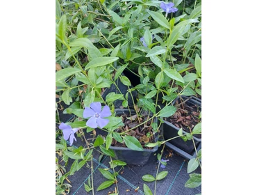 Árnyékos helyre ültethető évelők