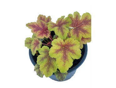 Félárnyékos helyre ültethető évelők