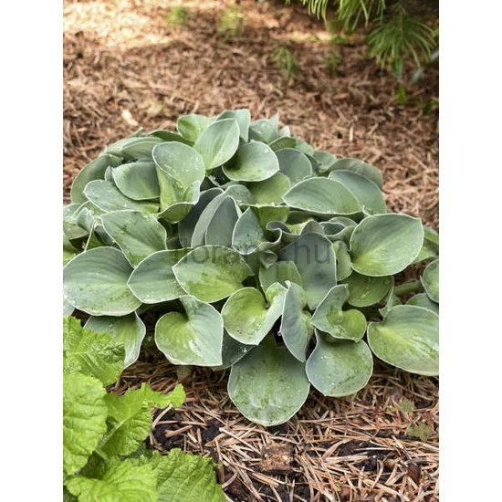 Árnyékliliom - Hosta 'Blue Mouse Ears'