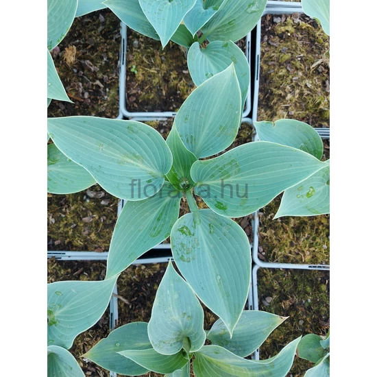 Árnyékliliom - Hosta 'Canadian Blue'