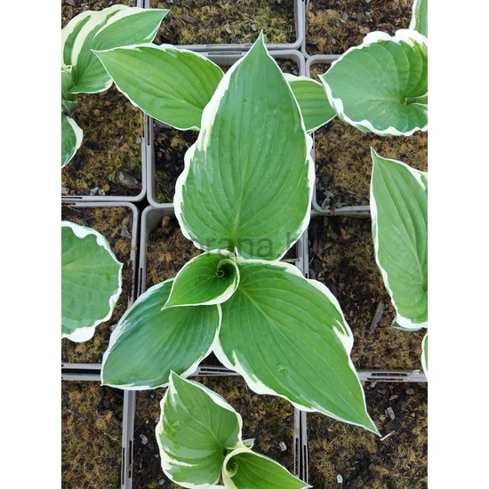 Árnyékliliom - Hosta fortunei 'Francee'