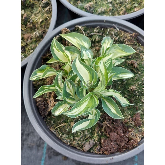 Árnyékliliom - Hosta 'Pandora's Box'