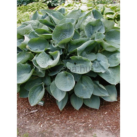Árnyékliliom - Hosta sieboldiana 'Elegans'