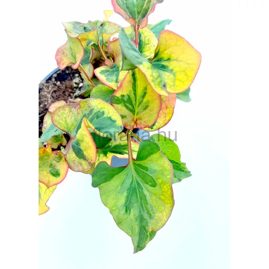 Kaméleonlevél - Houttuynia cordata 'Chameleon'
