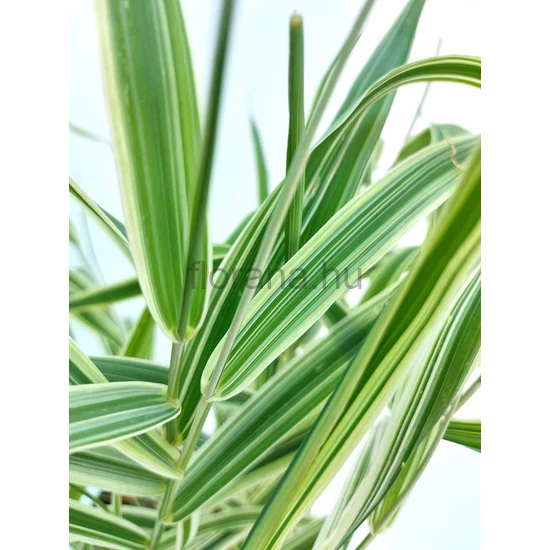Tarka pántlikafű - Phalaris arundinacea 'Picta'