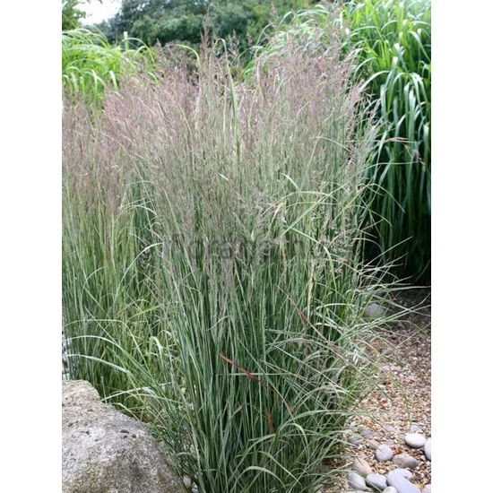 Nádtippan - Calamagrostis x acutiflora 'Overdam'