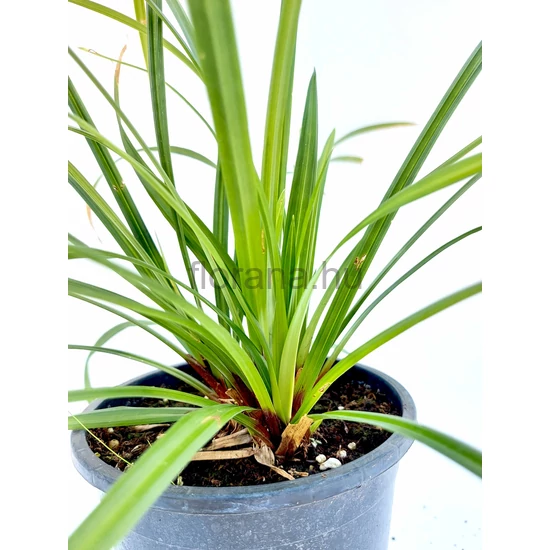 Díszsás - Carex morrowii 'Irish Green'