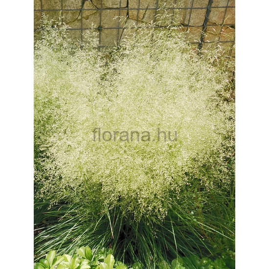 Gyepes sédbúza - Deschampsia cespitosa 'Goldtau'
