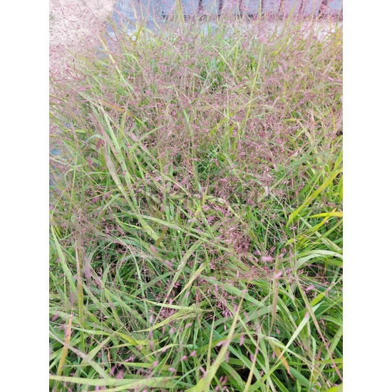 Pompás tőtippan - Eragrostis spectabilis