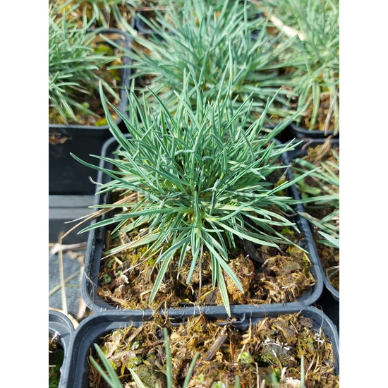 Deres fényperje - Koeleria glauca