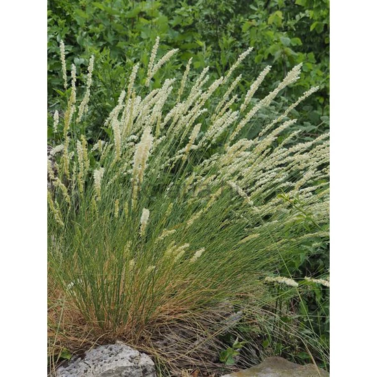 Prémes gyöngyperje - Melica ciliata