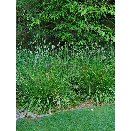 Nyúlfarkfű - Sesleria 'Greenlee Hybrid'