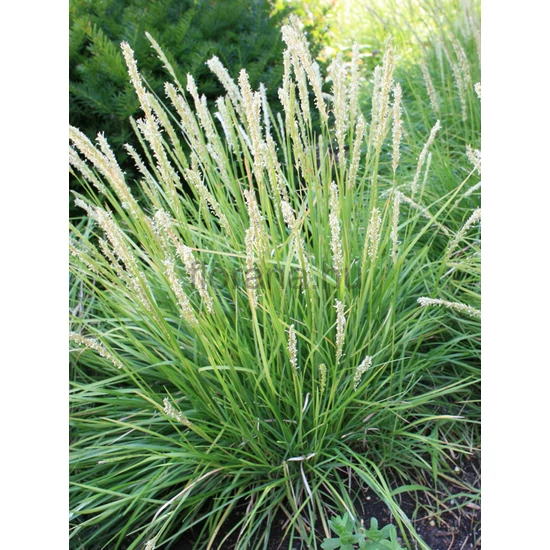 Őszi nyúlfarkfű - Sesleria autumnalis