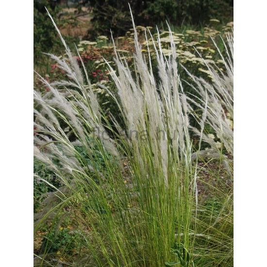 Perui tollfű - Stipa ichu