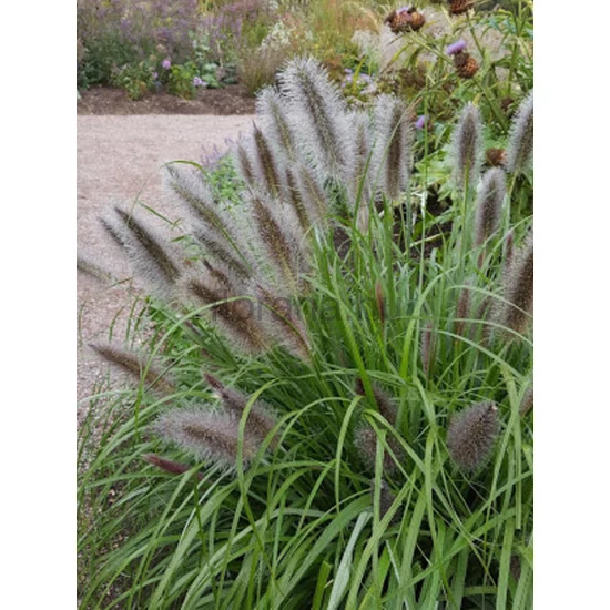 Tollborzfű - Pennisetum 'Black Beauty'