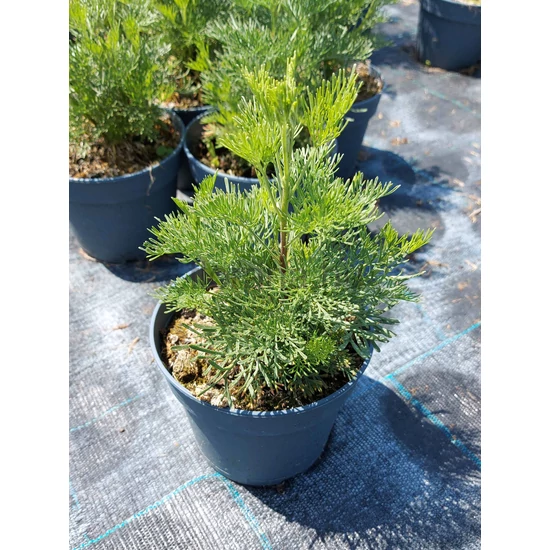 Cola gyógynövény, Istenfa - Artemisia abrotanum 'Cola'