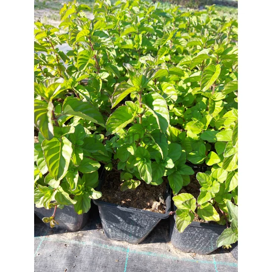 Csokoládé menta - Mentha x piperita 'Chocolate Mint'