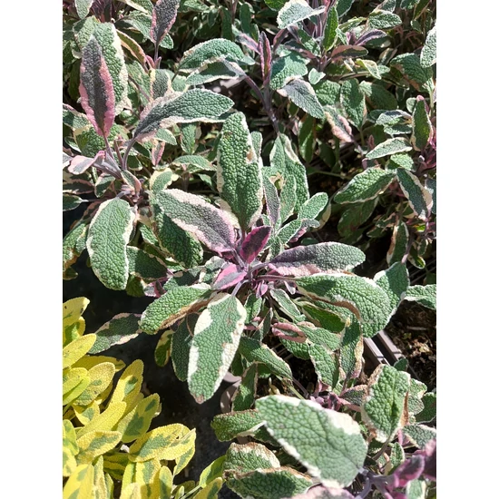 Orvosi zsálya - Salvia officinalis 'Hexenmantel'