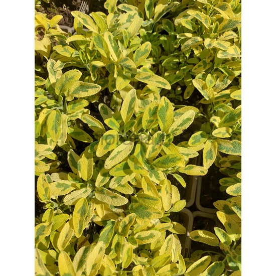Orvosi zsálya - Salvia officinalis 'Icterina'