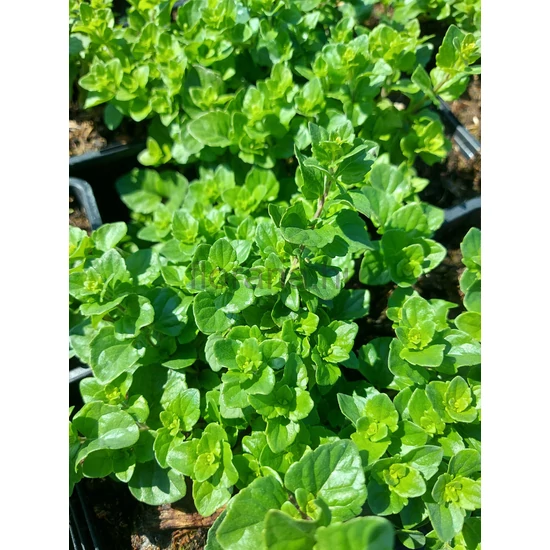Indián menta - Satureja douglasii