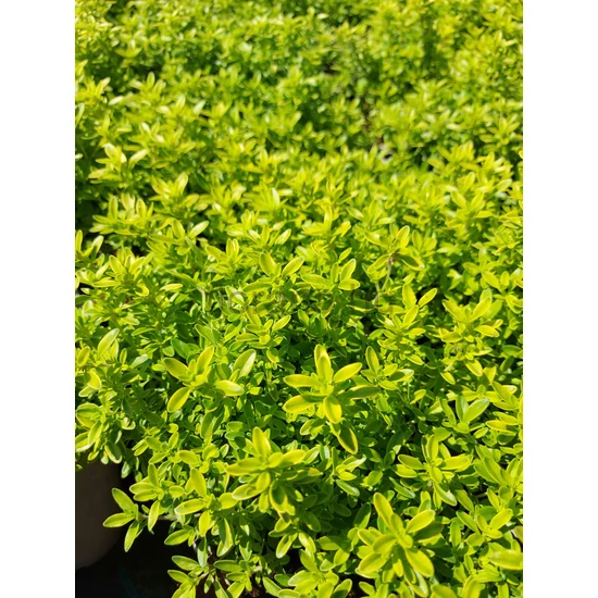 Citrom illatú kakukkfű - Thymus citridorus 'Goldy'