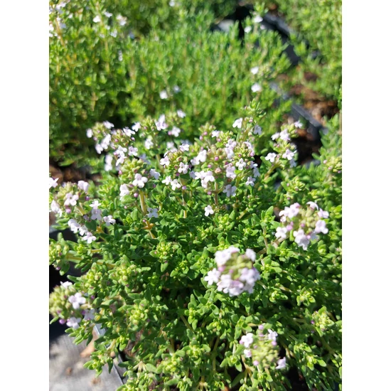 Kakukkfű - Thymus vulgaris 'Fredo'