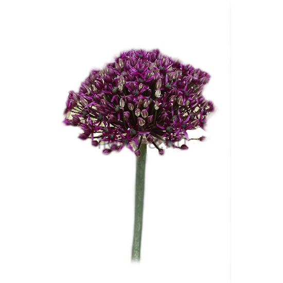 Díszhagyma - Allium atropurpureum