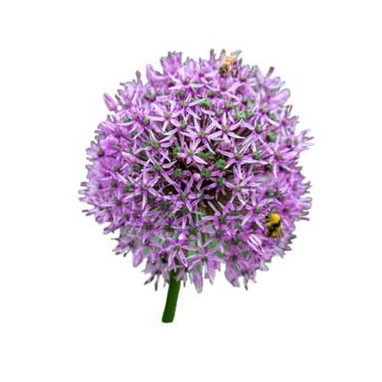 Díszhagyma - Allium 'Gladiator'