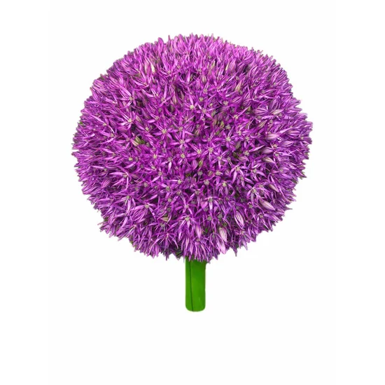 Díszhagyma - Allium 'Ambassador'