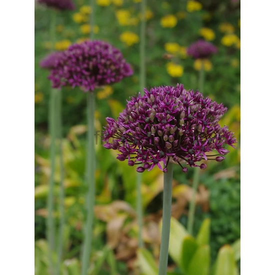Díszhagyma - Allium atropurpureum