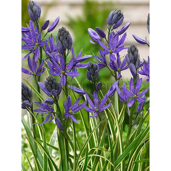Prérigyertya - Camassia quamash 'Blue Melody'