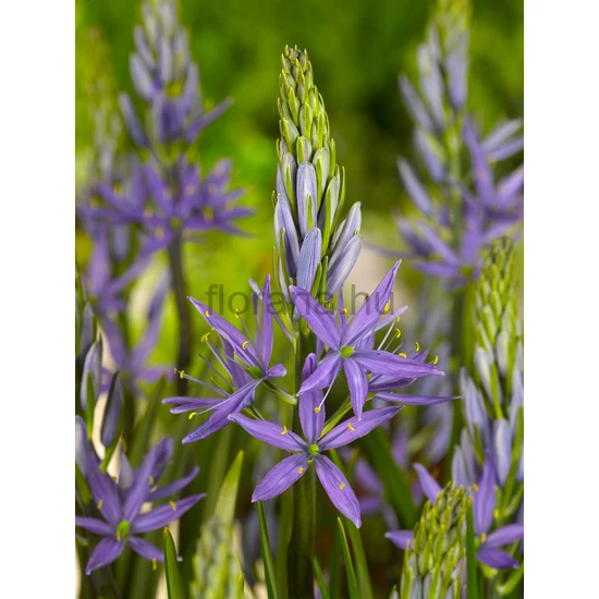 Prérigyertya - Camassia leichtlinii 'Caerulea'