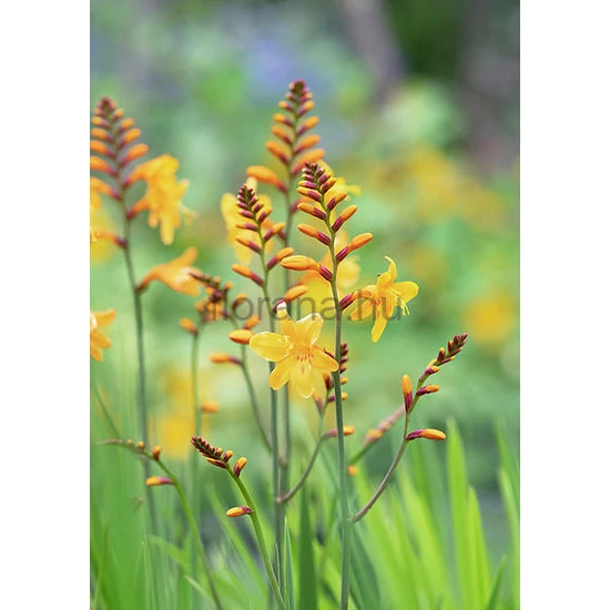 Sáfrányfű - Crocosmia 'Buttercup'