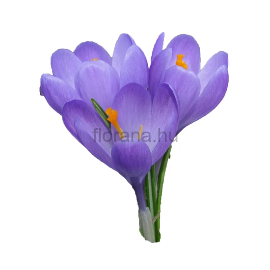 Krókusz - Crocus 'Aqua'