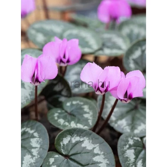 Kereklevelű ciklámen - Cyclamen coum