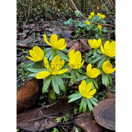Téltemető - Eranthis cilicica