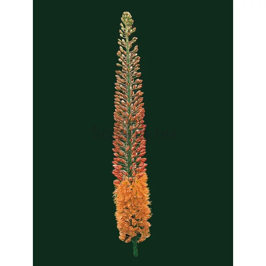 Korbácsliliom - Eremurus 'Cleopatra'