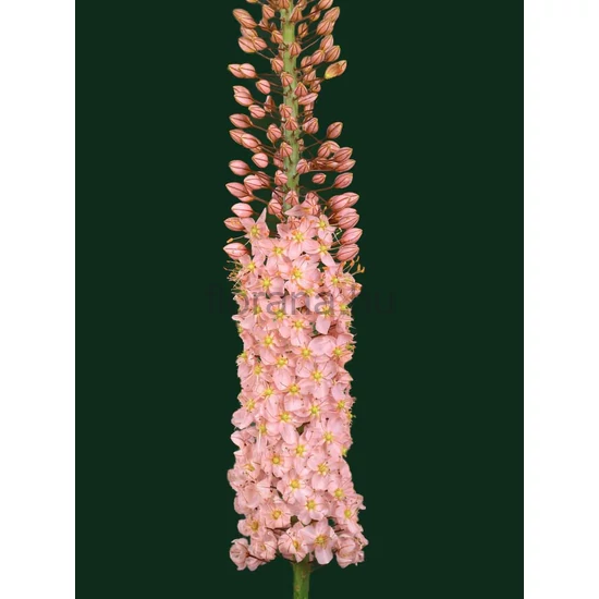 Korbácsliliom - Eremurus 'Romance'
