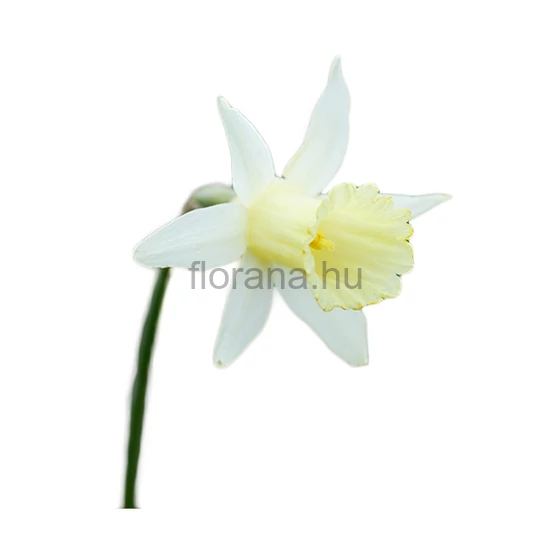 Nárcisz - Narcissus 'Elka'