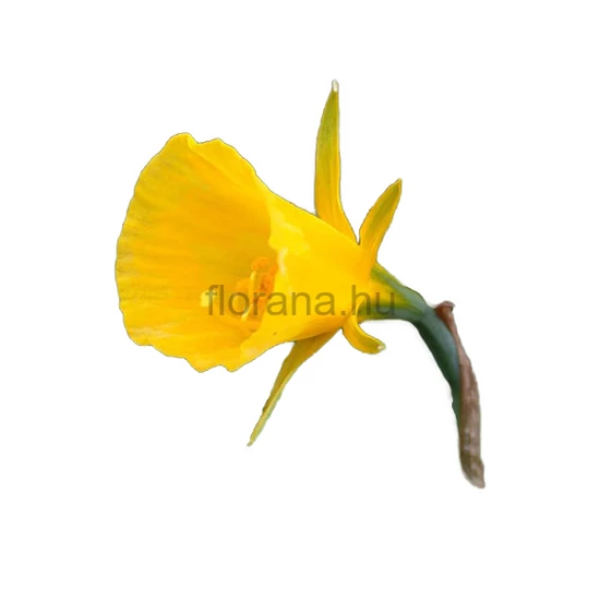 Nárcisz - Narcissus bulbocodium 'Golden Bells'