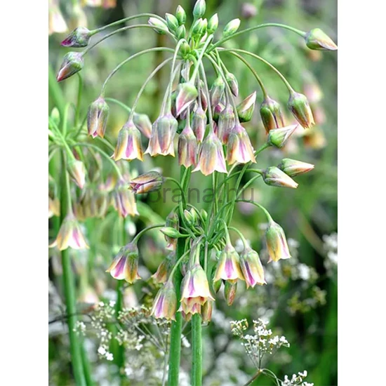 Nektárhagyma - Nectaroscordum siculum