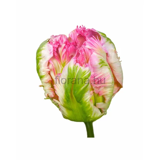 Tulipán - Tulip 'Pink Vision' cserépben