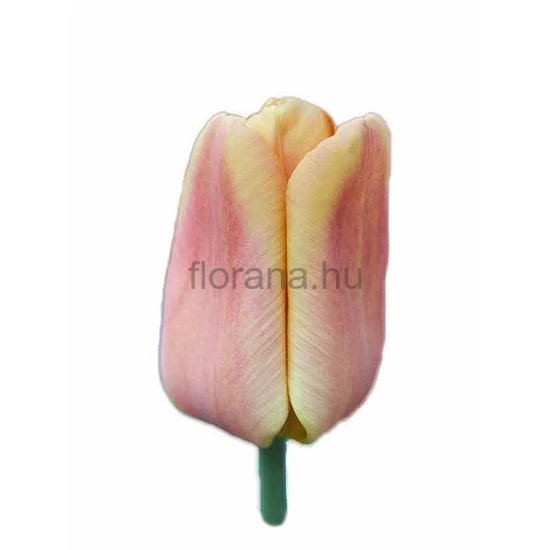 Tulipán - Tulipa 'Apricot Foxx'