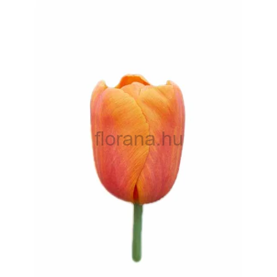 Tulipán - Tulipa 'Delta Storm'